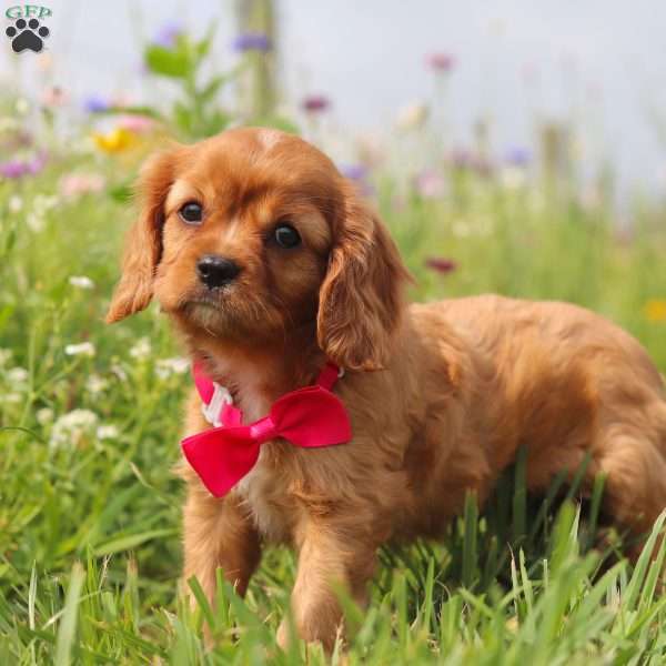 Lily, Cavalier King Charles Spaniel Puppy